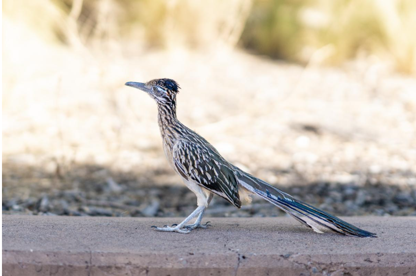 Roadrunner